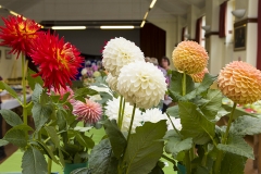 180818-flower-produce-show_0049